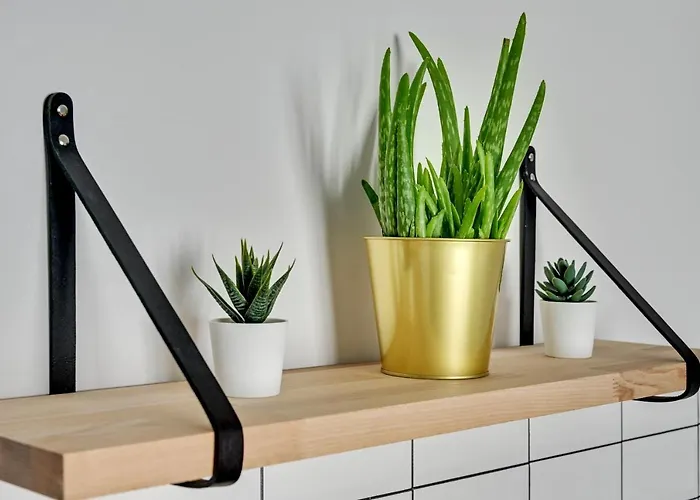 Walowa Stara Stocznia Daire